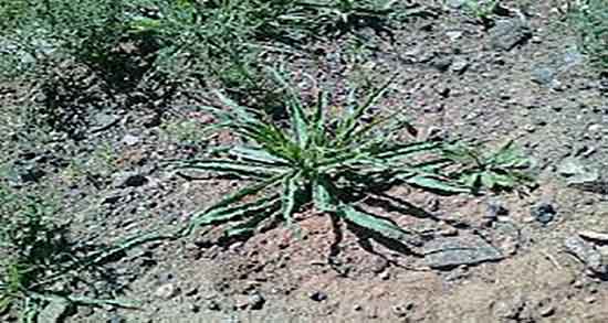 شنگ و خواص آن و ایا دمنوش شنگ اسهال خونی را درمان میکند شنگ و خواص آن ؛ ایا دمنوش شنگ اسهال خونی را درمان میکند