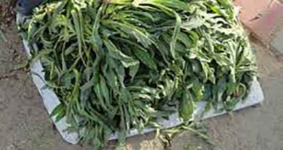 شنگ و سنگ کلیه و دفع سنگ کلیه با مصرف دمنوش گیاه شنگ شنگ و سنگ کلیه ؛ دفع سنگ کلیه با مصرف دمنوش گیاه شنگ