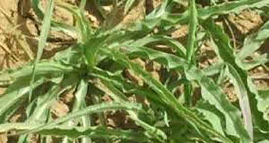 شنگ و کلیه و خوردن روزانه دمنوش شنگ برای درمان سنگ کلیه شنگ و کلیه ؛ خوردن روزانه دمنوش شنگ برای درمان سنگ کلیه