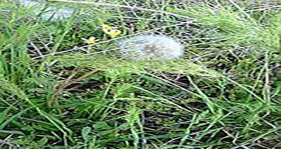 شنگ چیست و گیاه شنگ چیست + شیره گیاه شنگ چگونه است شنگ چیست ؛ گیاه شنگ چیست + شیره گیاه شنگ چگونه است