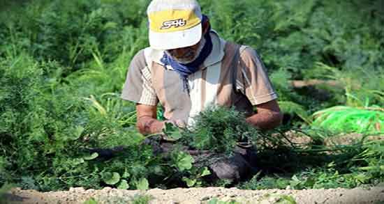 شوید و تری گلیسیرید ؛ ترکیب شوید و تری گلیسیرید برای سلامت بدن شوید و تری گلیسیرید ؛ ترکیب شوید و تری گلیسیرید برای سلامت بدن