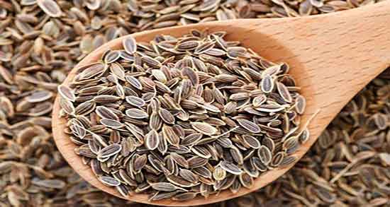 شوید و خواص آن ؛ گیاه شوید چه تاثیری بر روی حافظه کودکان دارد شوید و خواص آن ؛ گیاه شوید چه تاثیری بر روی حافظه کودکان دارد