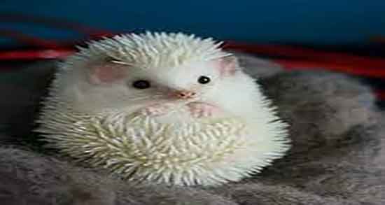 ضررهای گوشت جوجه تیغی و مضرات خوردن گوشت جوجه تیغی چیست ضررهای گوشت جوجه تیغی ؛ مضرات خوردن گوشت جوجه تیغی چیست