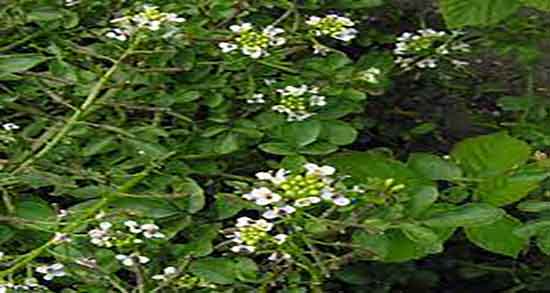 طبع آب تره ؛ طبیعت اب تره برای زنان باردار سرد است یا گرم طبع آب تره ؛ طبیعت اب تره برای زنان باردار سرد است یا گرم