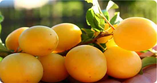 طبع آلو زرد و آشنایی با خاصیت درمانی و طبیعت آلو زرد طبع آلو زرد ؛ آشنایی با خاصیت درمانی و طبیعت آلو زرد