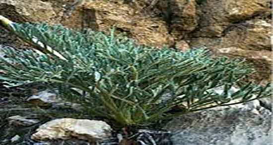 طبع آنغوزه و طبیعت انغوزه برای بدن سرد است یا گرم در طب اسلامی طبع آنغوزه ؛ طبیعت انغوزه برای بدن سرد است یا گرم در طب اسلامی