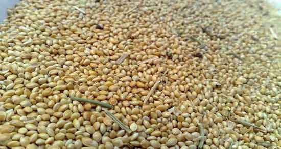 طبع ارزن و آشنایی با خواص درمانی و طبع ارزن طبع ارزن ؛ آشنایی با خواص درمانی و طبع ارزن