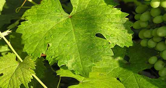 طبع اشک مو و طبیعت مصرف اشک مو برای درمان پوست صورت طبع اشک مو ؛ طبیعت مصرف اشک مو برای درمان پوست صورت