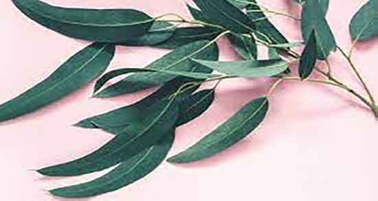 طبع اکالیپتوس و ایا طبیعت برگ اکالیپتوس برای بدن سرد است یا گرم طبع اکالیپتوس ؛ ایا طبیعت برگ اکالیپتوس برای بدن سرد است یا گرم