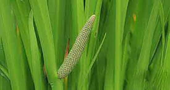 طبع اگیر ترکی و ایا طبیعت گیاه اگیر ترکی برای بدن گرم و خشک است طبع اگیر ترکی ؛ ایا طبیعت گیاه اگیر ترکی برای بدن گرم و خشک است