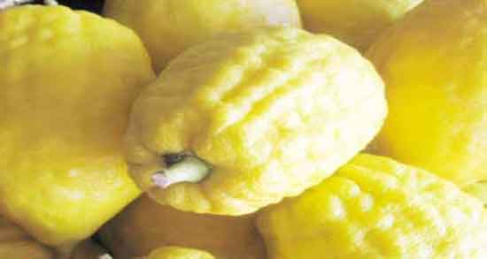 طبع بالنگ چیست و طبیعت میوه بالنگ چگونه است طبع بالنگ چیست ؛ طبیعت میوه بالنگ چگونه است