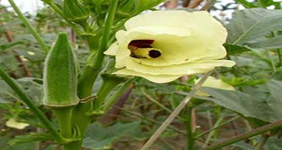 طبع بامیه و طبیعت بامیه خورشتی چیست + طبع بامیه گرم است یا سرد طبع بامیه ؛ طبیعت بامیه خورشتی چیست + طبع بامیه گرم است یا سرد