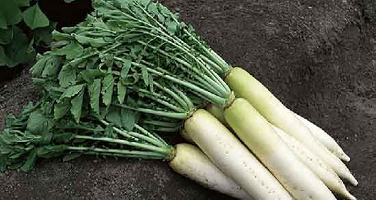 طبع ترب سفید گرم است یا سرد ؛ طبیعت خوردن ترب سفید چیست طبع ترب سفید گرم است یا سرد ؛ طبیعت خوردن ترب سفید چیست