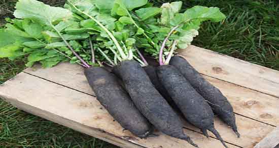 طبع ترب سیاه و طبیعت مصرف ترب سیاه برای بدن گرم است یا سرد طبع ترب سیاه ؛ طبیعت مصرف ترب سیاه برای بدن گرم است یا سرد