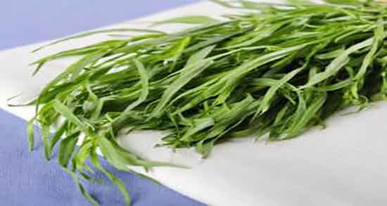 طبع ترخون و طبیعت ترخون برای بدن انسان گرم است یا سرد طبع ترخون ؛ طبیعت ترخون برای بدن انسان گرم است یا سرد