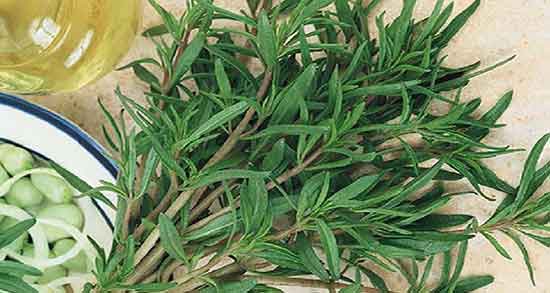 طبع ترخون گرم است یا سرد و طبیعت سبزی ترخون سرد است یا گرم طبع ترخون گرم است یا سرد ؛ طبیعت سبزی ترخون سرد است یا گرم