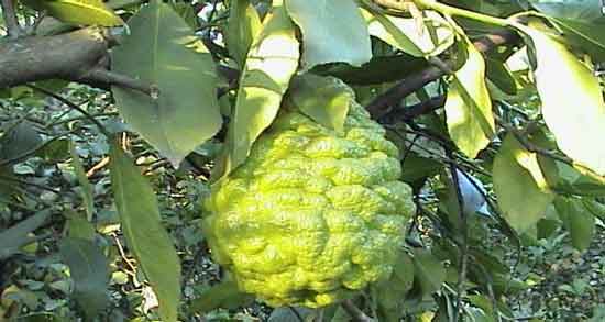 طبع ترنج و آشنایی با خواص درمانی و طبع ترنج طبع ترنج ؛ آشنایی با خواص درمانی و طبع ترنج