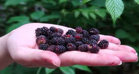 طبع تمشک و آشنایی با خواص درمانی و طبع تمشک طبع تمشک ؛ آشنایی با خواص درمانی و طبع تمشک