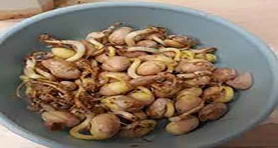 طبع جوانه لوبیا ؛ طبیعت جوانه لوبیای تازه برای بدن سرد است یا گرم طبع جوانه لوبیا ؛ طبیعت جوانه لوبیای تازه برای بدن سرد است یا گرم