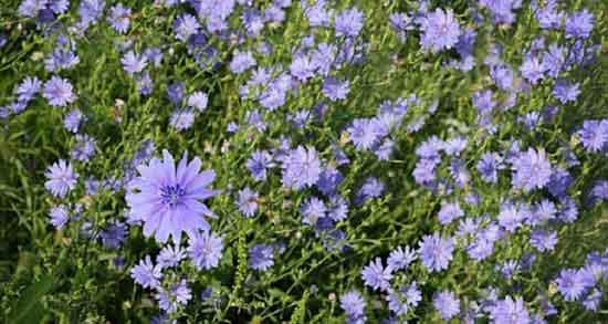 طبع ریشه کاسنی گرم است یا سرد ؛ طبیعت ریشه کاسنی برای بدن طبع ریشه کاسنی گرم است یا سرد ؛ طبیعت ریشه کاسنی برای بدن