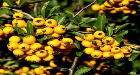 طبع زالزالک زرد و آشنایی با خواص درمانی و طبع زالزالک زرد طبع زالزالک زرد ؛ آشنایی با خواص درمانی و طبع زالزالک زرد