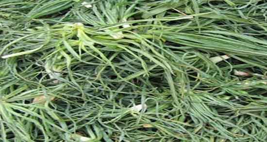 طبع شنگ و طبیعت گیاه شنگ برای بدن انسان سرد است یا گرم طبع شنگ ؛ طبیعت گیاه شنگ برای بدن انسان سرد است یا گرم