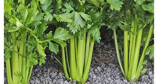 طبع عرق کرفس ؛ طبیعت عرق کرفس برای زنان باردار گرم است یا سرد طبع عرق کرفس ؛ طبیعت عرق کرفس برای زنان باردار گرم است یا سرد