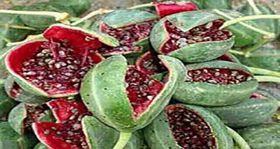 طبع هندوانه ابوجهل ؛ طبیعت هندوانه ابوجهل برای زنان چیست طبع هندوانه ابوجهل ؛ طبیعت هندوانه ابوجهل برای زنان چیست