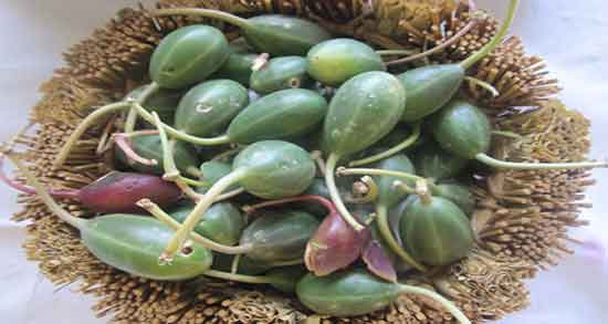 طبع هندوانه کوهی و طبیعت هندوانه کوهی برای بدن سرد است یا گرم طبع هندوانه کوهی ؛ طبیعت هندوانه کوهی برای بدن سرد است یا گرم