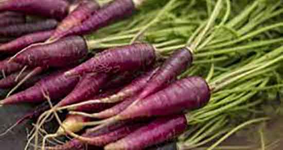 طبع هویج فرنگی در طب سنتی و طبیعت هویج فرنگی از نظر طب سنتی طبع هویج فرنگی در طب سنتی ؛ طبیعت هویج فرنگی از نظر طب سنتی