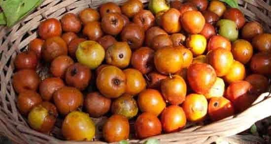 طبع کنار ؛ بررسی خواص درمانی و طبع کنار طبع کنار ؛ بررسی خواص درمانی و طبع کنار