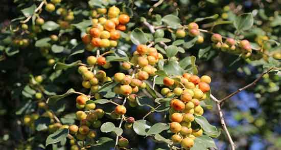 طبع کنار سرد است یا گرم و طبیعت میوه کنار چگونه است؟ طبع کنار سرد است یا گرم ؛ طبیعت میوه کنار چگونه است؟