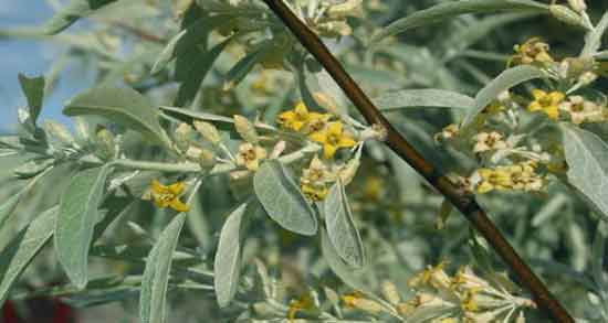 طبع گل سنجد گرم است یا سرد و طبیعت گل سنجد چگونه است طبع گل سنجد گرم است یا سرد ؛ طبیعت گل سنجد چگونه است