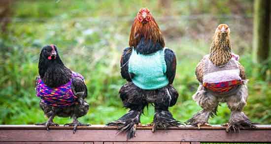 طبع گوشت جوجه خروس و طبع گوشت جوجه خروس در طب اسلامی طبع گوشت جوجه خروس ؛ طبع گوشت جوجه خروس در طب اسلامی