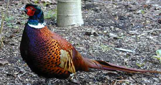 طبع گوشت قرقاول و آشنایی با خواص درمانی و طبع گوشت قرقاول طبع گوشت قرقاول ؛ آشنایی با خواص درمانی و طبع گوشت قرقاول