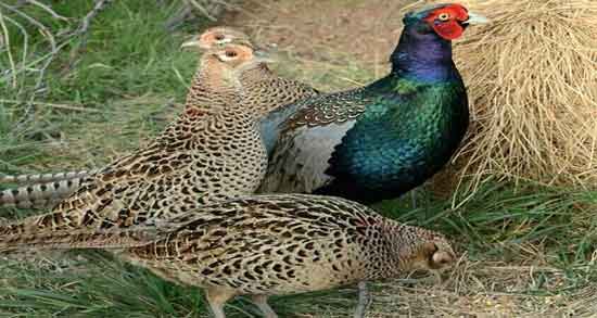 طبع گوشت قرقاول گرم است یا سرد و بررسی خواص و طبع گوشت قرقاول طبع گوشت قرقاول گرم است یا سرد ؛ بررسی خواص و طبع گوشت قرقاول