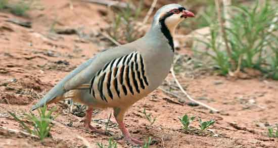 طبع گوشت کبک و آشنایی با خواص درمانی و طبع گوشت کبک طبع گوشت کبک ؛ آشنایی با خواص درمانی و طبع گوشت کبک