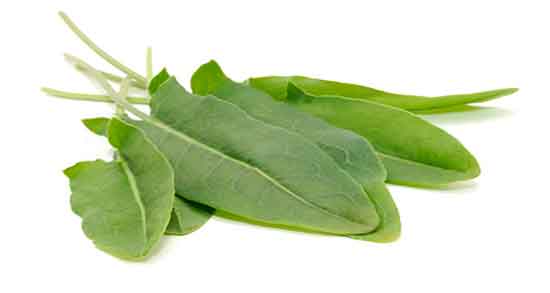 طبع گیاه ترشک و طبیعت گیاه ترشک برای بدن انسان گرم است یا سرد طبع گیاه ترشک ؛ طبیعت گیاه ترشک برای بدن انسان گرم است یا سرد