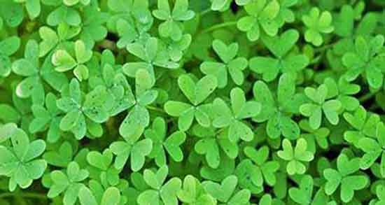 طبع یونجه ؛ طبیعت عرق یونجه برای بدن انسان گرم است یا سرد طبع یونجه ؛ طبیعت عرق یونجه برای بدن انسان گرم است یا سرد