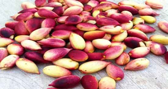 طبیعت پسته تازه و آیا می دانید طبع پسته تازه چگونه است طبیعت پسته تازه ؛ آیا می دانید طبع پسته تازه چگونه است