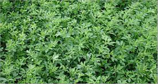 طرز استفاده از بذر یونجه ؛ دستور استفاده از بذر یونجه در گلدان طرز استفاده از بذر یونجه ؛ دستور استفاده از بذر یونجه در گلدان