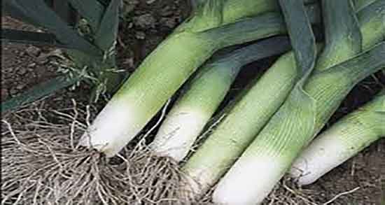 طرز استفاده تره فرنگی و دستور تهیه تره فرنگی برای انواع سوپ ها طرز استفاده تره فرنگی ؛ دستور تهیه تره فرنگی برای انواع سوپ ها