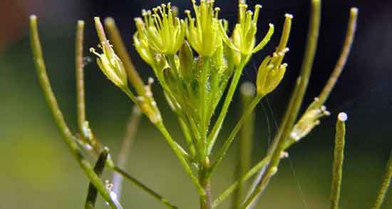 طرز تهیه ترنجبین و خاکشیر برای کبد و طرز تهیه شربت خاکشیر برای پاکسازی کبد طرز تهیه ترنجبین و خاکشیر برای کبد ؛ طرز تهیه شربت خاکشیر برای پاکسازی کبد