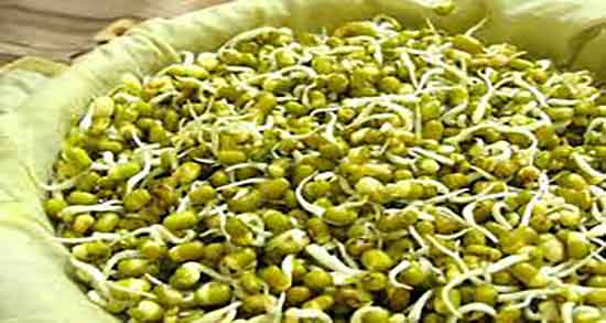 طرز تهیه جوانه سویا ؛ دستور تهیه جوانه سویا در منزل چگونه است طرز تهیه جوانه سویا ؛ دستور تهیه جوانه سویا در منزل چگونه است