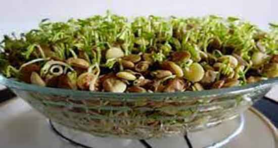 طرز تهیه جوانه لوبیا ؛ دستور تهیه جوانه حبوبات برای کودکان و نوجوانان طرز تهیه جوانه لوبیا ؛ دستور تهیه جوانه حبوبات برای کودکان و نوجوانان