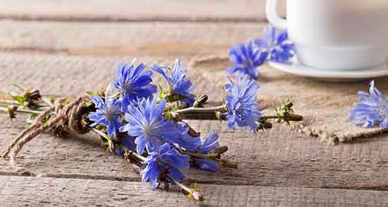 طرز تهیه دمنوش ریشه کاسنی ؛ دستور تهیه دمنوش ریشه کاسنی طرز تهیه دمنوش ریشه کاسنی ؛ دستور تهیه دمنوش ریشه کاسنی