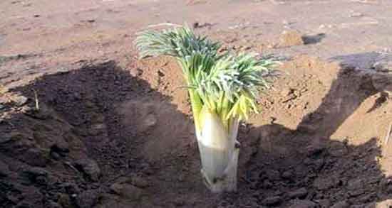 طرز تهیه روغن آنغوزه و دستور تهیه روغن انغوزه خانگی چگونست طرز تهیه روغن آنغوزه ؛ دستور تهیه روغن انغوزه خانگی چگونست