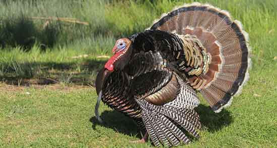 طرز تهیه گوشت بوقلمون ؛ دستور تهیه گوشت بوقلمون خورشتی طرز تهیه گوشت بوقلمون ؛ دستور تهیه گوشت بوقلمون خورشتی