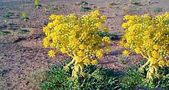 طریقه مصرف آنغوزه و دستور مصرف انغوزه برای درمان عفونت رحم طریقه مصرف آنغوزه ؛ دستور مصرف انغوزه برای درمان عفونت رحم