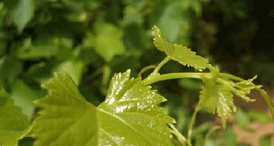 طریقه مصرف اشک مو و دستور استفاده از اشک مو برای پوست صورت طریقه مصرف اشک مو ؛ دستور استفاده از اشک مو برای پوست صورت